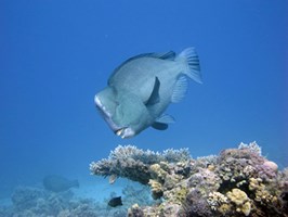 Colorful Red Sea 